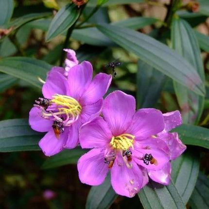 Nasiona Indyjskiego Rododendrona - Melastoma Malabathricum