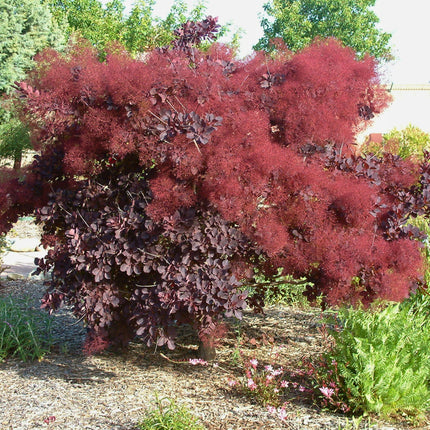Nasiona Perukowca Podolskiego - Cotinus Coggygria 'Purpureus'