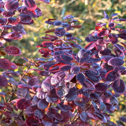 Nasiona Perukowca Podolskiego - Cotinus Coggygria 'Purpureus'