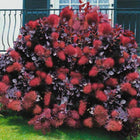 Nasiona Perukowca Podolskiego (Cotinus coggygria 'Purpureus')