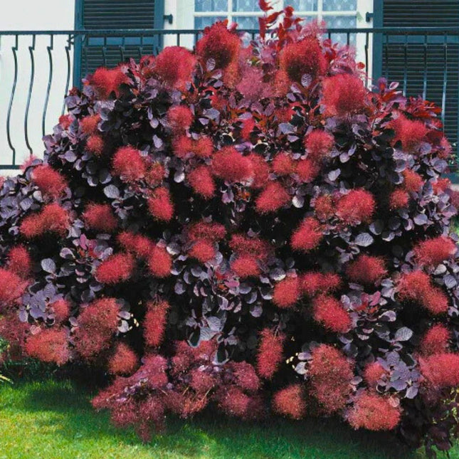 Nasiona Perukowca Podolskiego - Cotinus Coggygria 'Purpureus'