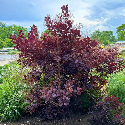 Nasiona Perukowca Podolskiego - Cotinus Coggygria 'Purpureus'