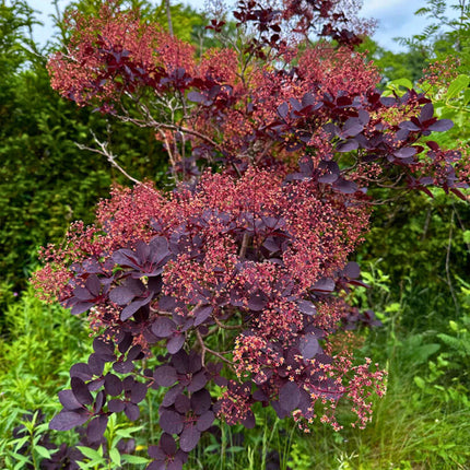 Nasiona Perukowca Podolskiego - Cotinus Coggygria 'Purpureus'