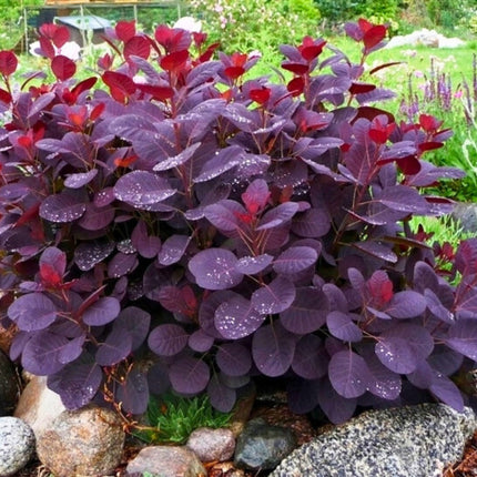 Nasiona Perukowca Podolskiego - Cotinus Coggygria 'Purpureus'