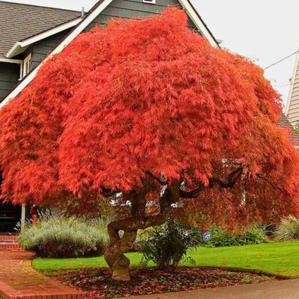 Nasiona Klonu Palmowego - Acer Palmatum
