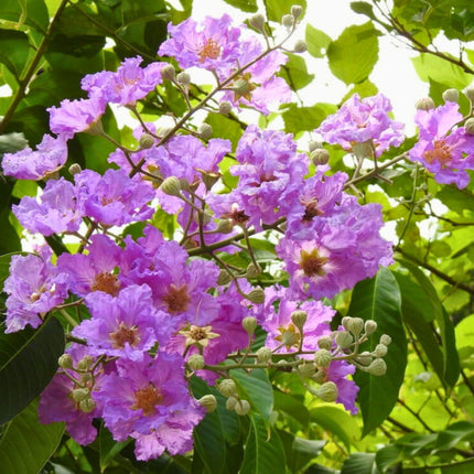 Nasiona Lagerstremii Wspaniałej - Lagerstroemia Speciosa