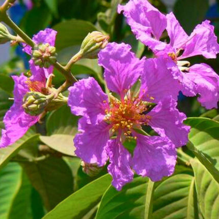 Nasiona Lagerstremii Wspaniałej - Lagerstroemia Speciosa