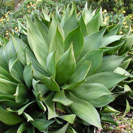 Nasiona Agawy Cielistej - Agave Mitis