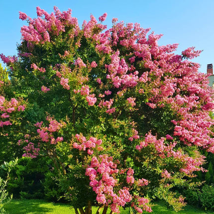 Nasiona Lagerstremii Wspaniałej - Lagerstroemia Speciosa