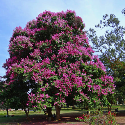 Nasiona Lagerstremii Wspaniałej - Lagerstroemia Speciosa