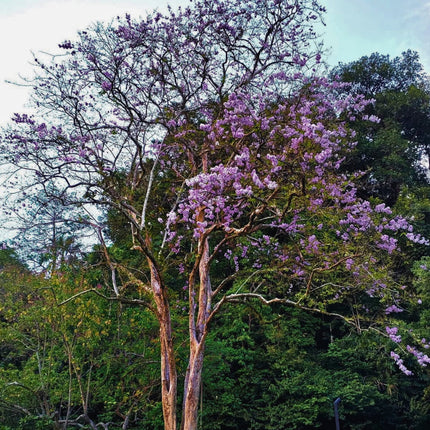 Nasiona Lagerstremii Tajskiej - Lagerstroemia Loudonii