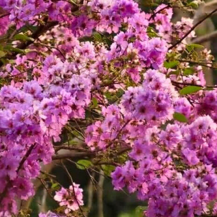 Nasiona Lagerstremii Tajskiej - Lagerstroemia Loudonii