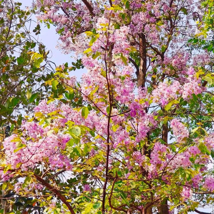Nasiona Lagerstremii Tajskiej - Lagerstroemia Loudonii