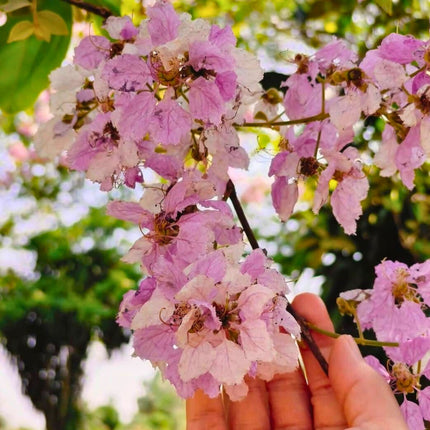 Nasiona Lagerstremii Tajskiej - Lagerstroemia Loudonii