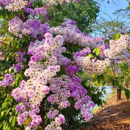 Nasiona Lagerstremii Tajskiej - Lagerstroemia Loudonii