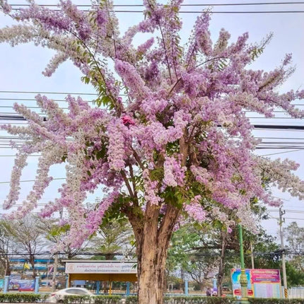 Nasiona Lagerstremii Tajskiej - Lagerstroemia Loudonii