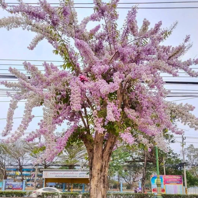 Nasiona Lagerstremii Tajskiej - Lagerstroemia Loudonii