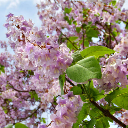 Nasiona Paulownii Wielkolistnej - Paulownia Elongata