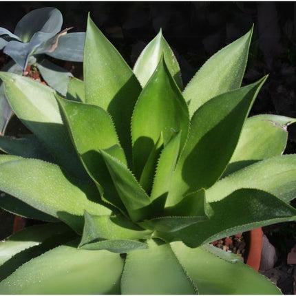 Nasiona Agawy Cielistej - Agave Mitis