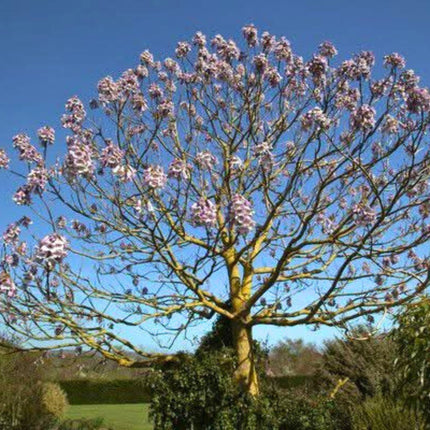 Nasiona Paulownii Wielkolistnej - Paulownia Elongata