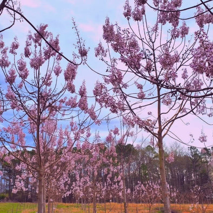Nasiona Paulownii Wielkolistnej - Paulownia Elongata