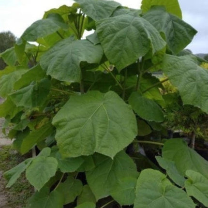 Nasiona Paulownii Wielkolistnej - Paulownia Elongata