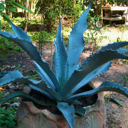 Nasiona Agawy Protoamericana - Agave Americana subsp. Protoamericana