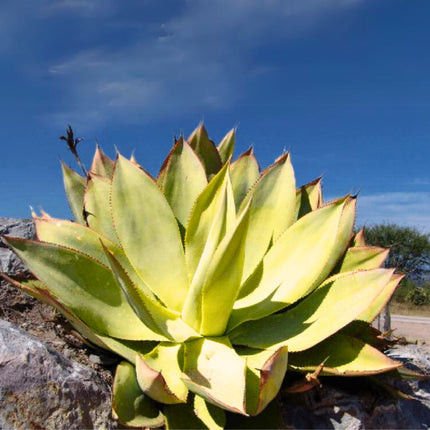 Nasiona Agawy Cielistej - Agave Mitis