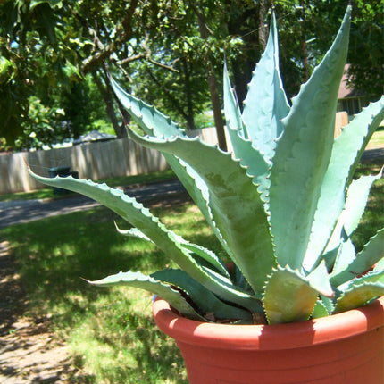 Nasiona Agawy Protoamericana - Agave Americana subsp. Protoamericana