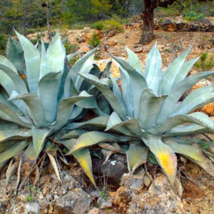 Nasiona Agawy Protoamericana - Agave Americana subsp. Protoamericana