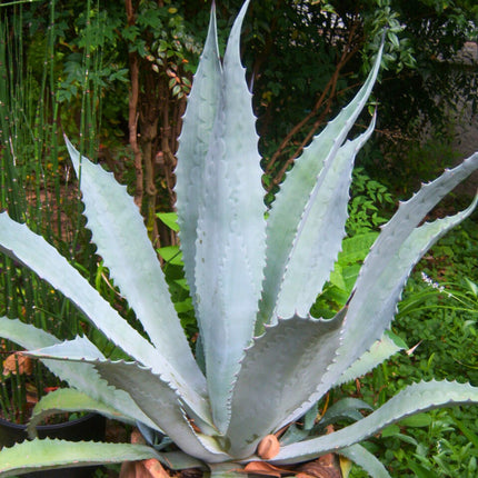 Nasiona Agawy Protoamericana - Agave Americana subsp. Protoamericana