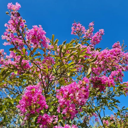 Nasiona Lagerstremii Indyjskiej - Lagerstroemia Indica