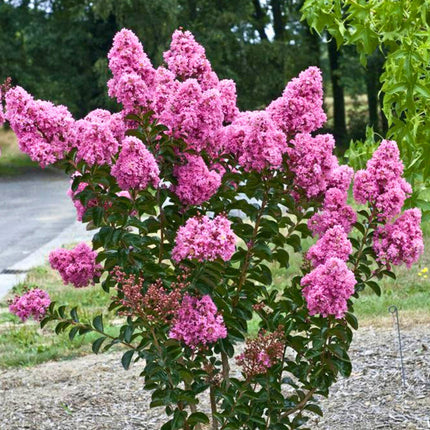 Nasiona Lagerstremii Indyjskiej - Lagerstroemia Indica