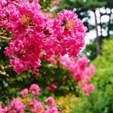 Nasiona Lagerstremii Indyjskiej - Lagerstroemia Indica