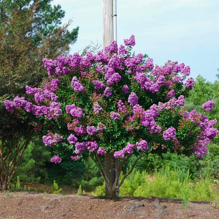 Nasiona Lagerstremii Indyjskiej - Lagerstroemia Indica