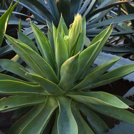Nasiona Agawy Cielistej - Agave Mitis