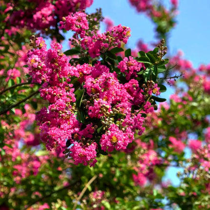 Nasiona Lagerstremii Indyjskiej - Lagerstroemia Indica
