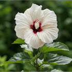 Nasiona Ketmii Syryjskiej (Hibiscus syriacus)