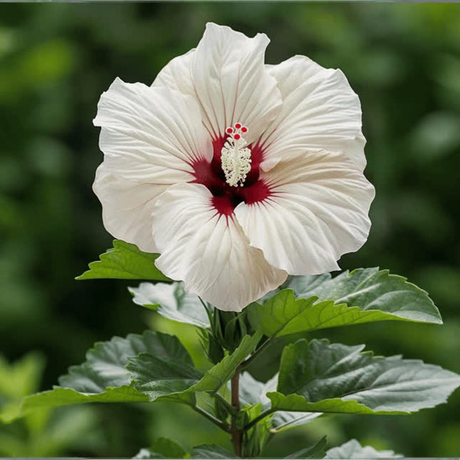 Nasiona Ketmii Syryjskiej - Hibiscus Syriacus