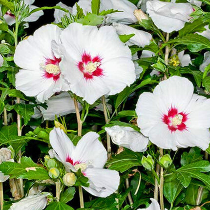 Nasiona Ketmii Syryjskiej - Hibiscus Syriacus