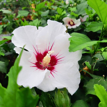 Nasiona Ketmii Syryjskiej - Hibiscus Syriacus