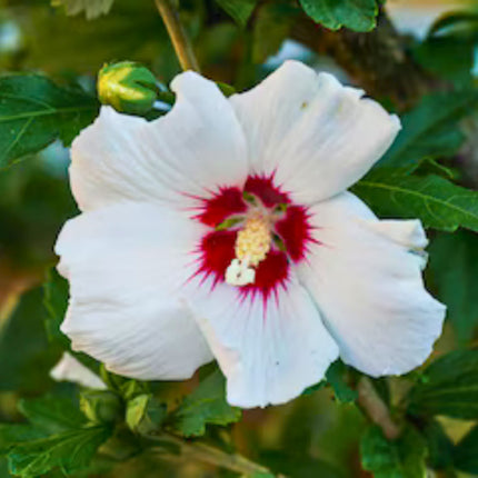 Nasiona Ketmii Syryjskiej - Hibiscus Syriacus