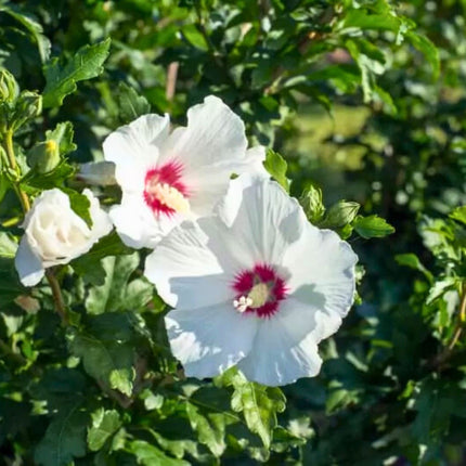 Nasiona Ketmii Syryjskiej - Hibiscus Syriacus