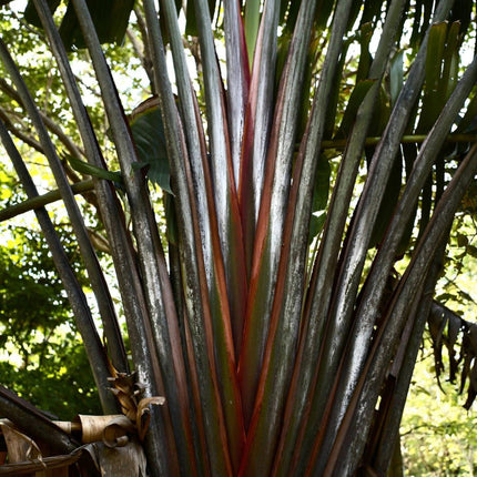 Nasiona Czerwonego Pielgrzana Madagaskarskiego - Ravenala sp. Honkondambo