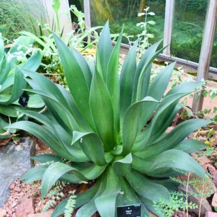Nasiona Agawy Cielistej - Agave Mitis