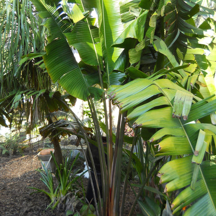 Nasiona Czerwonego Pielgrzana Madagaskarskiego - Ravenala sp. Honkondambo