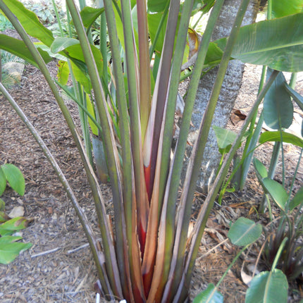 Nasiona Czerwonego Pielgrzana Madagaskarskiego - Ravenala sp. Honkondambo