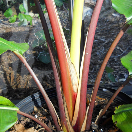Nasiona Czerwonego Pielgrzana Madagaskarskiego - Ravenala sp. Honkondambo
