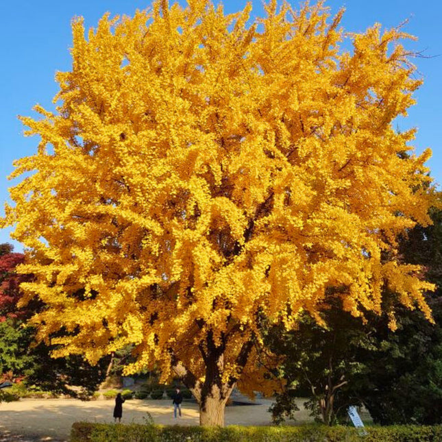 Nasiona Miłorzębu Dwuklapowego - Ginkgo Biloba