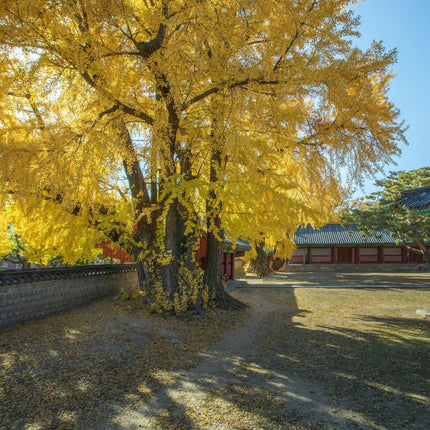 Nasiona Miłorzębu Dwuklapowego - Ginkgo Biloba